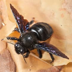 Carpenter Bees